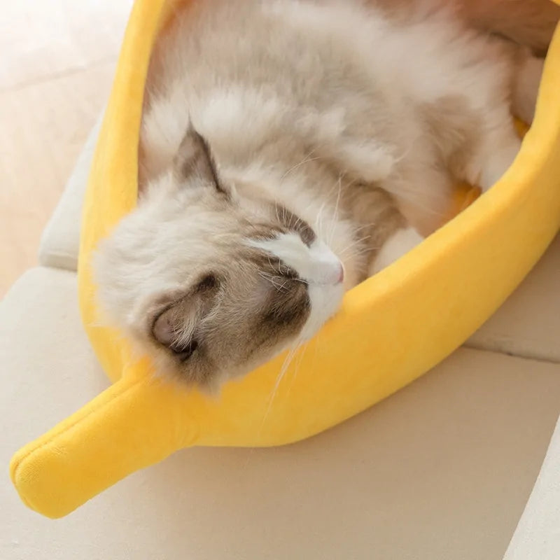 House banana cat