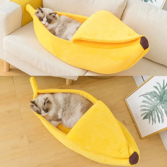 House banana cat